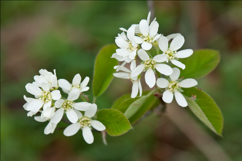 mongolian vaahtera oksa